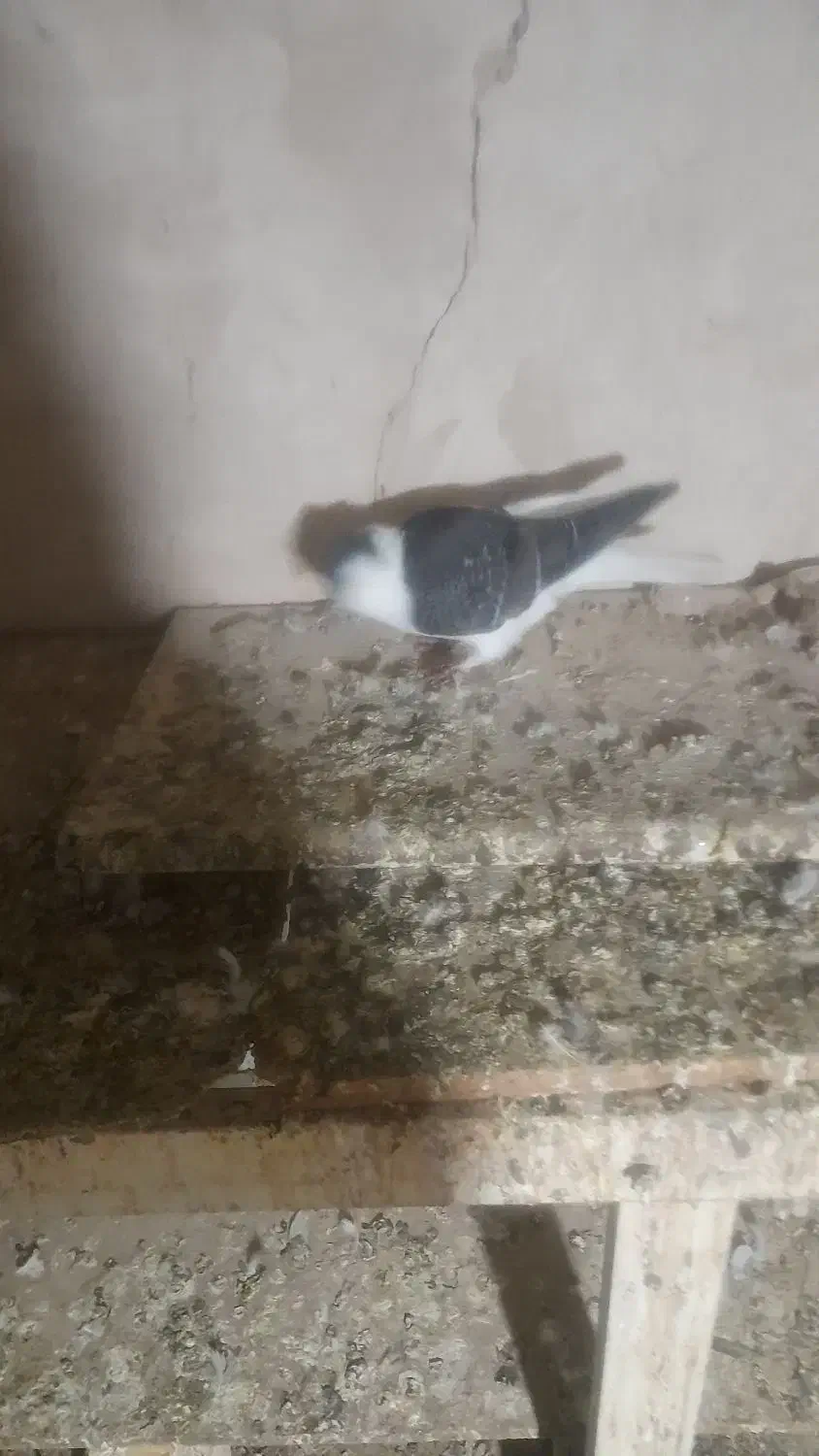 کبوتر|پرنده|بجنورد, |دیوار