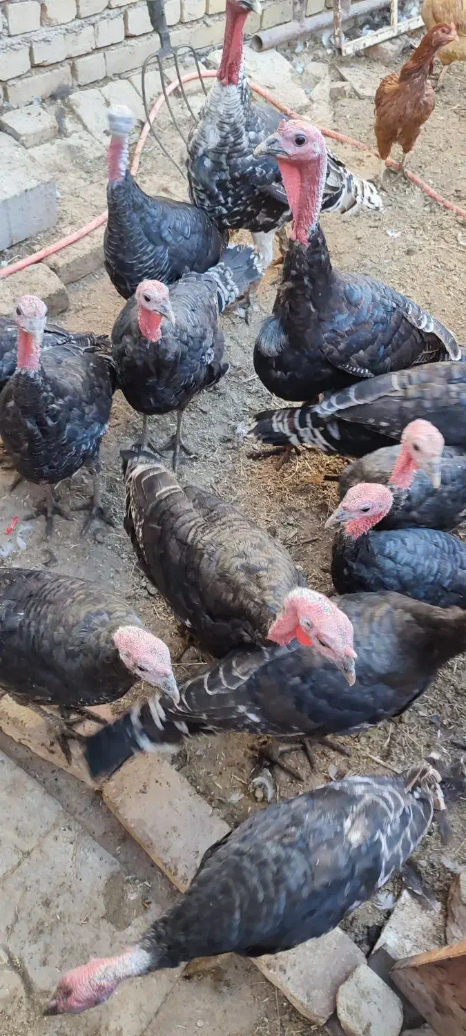 بوقلمون‌محلی|حیوانات مزرعه|الوند, |دیوار