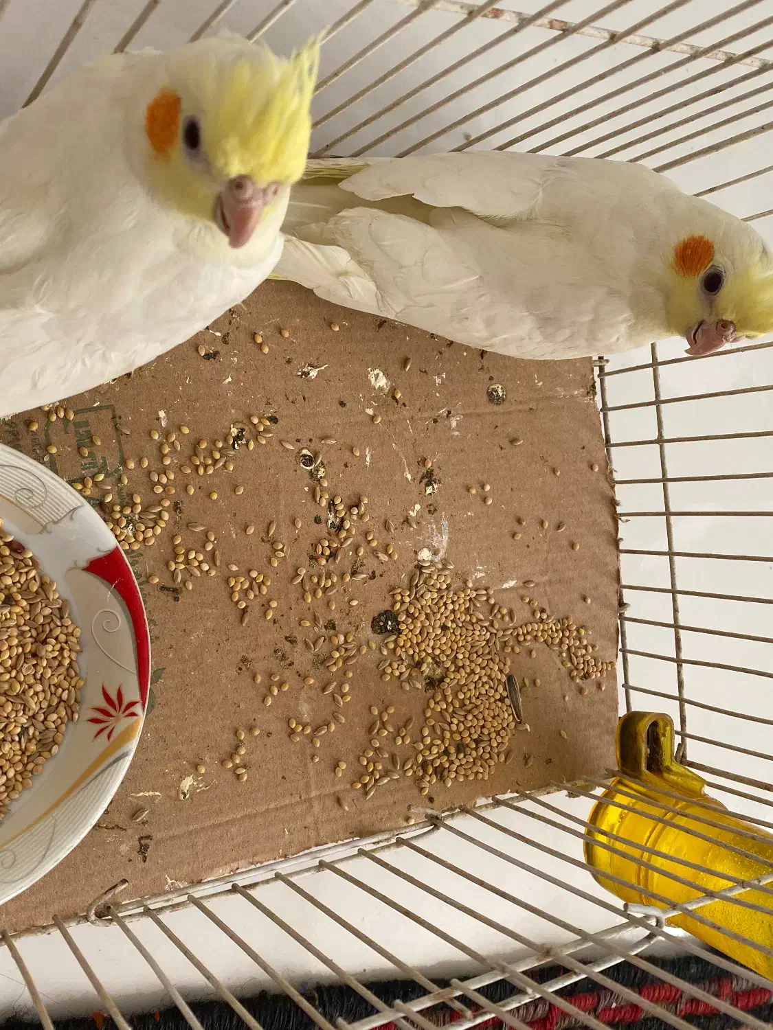 ۳ عدد جوجه لوتینو|پرنده|شیروان (خراسان), |دیوار