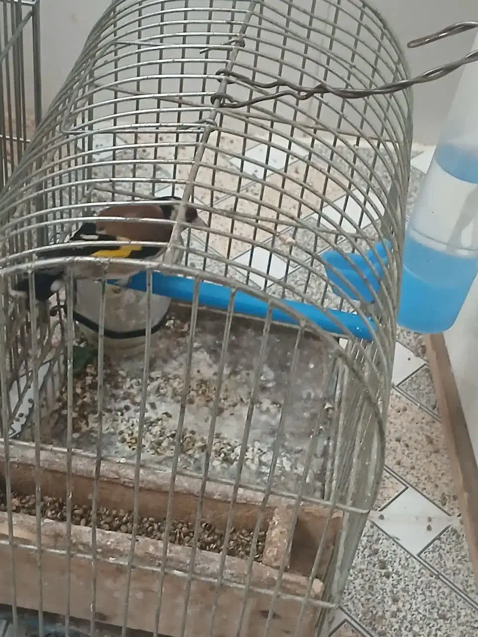 دو عدد سهره|پرنده|بروجرد, |دیوار