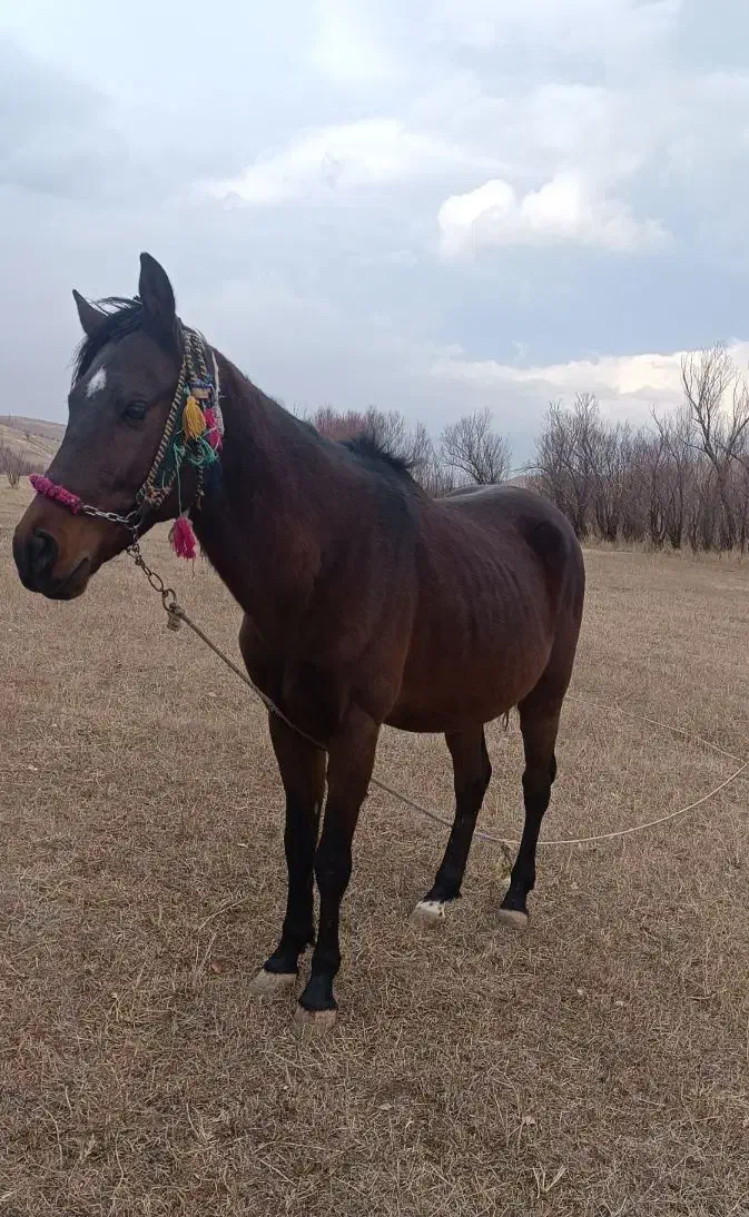 اسب اخته|اسب و تجهیزات اسبسواری|سیلوانه, |دیوار