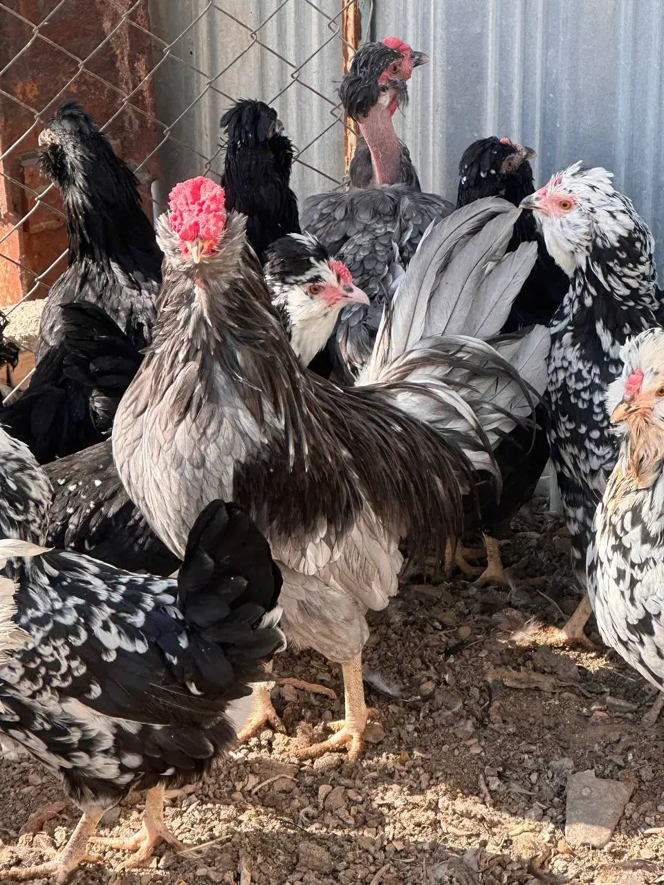 گلین|پرنده|یزد, |دیوار