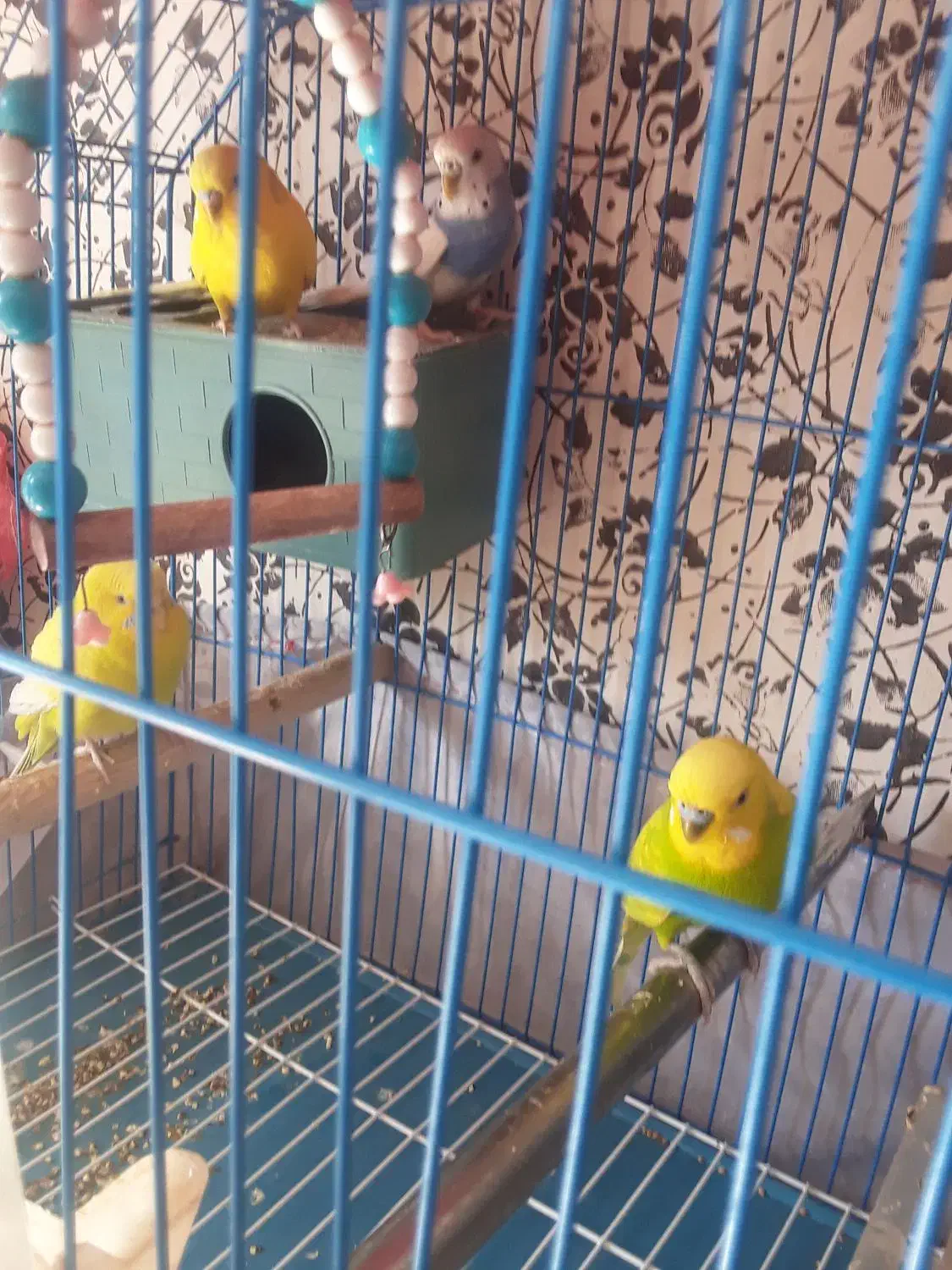 مرغ عشق و فنچ سهره خاکی|پرنده|قرچک, زیبا شهر|دیوار