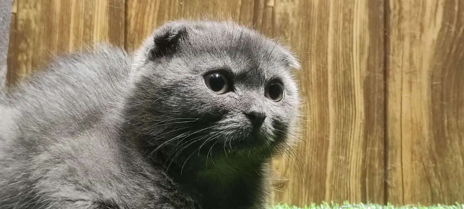 اسکاتیش بلو انفولد|گربه|تهران, گیشا|دیوار