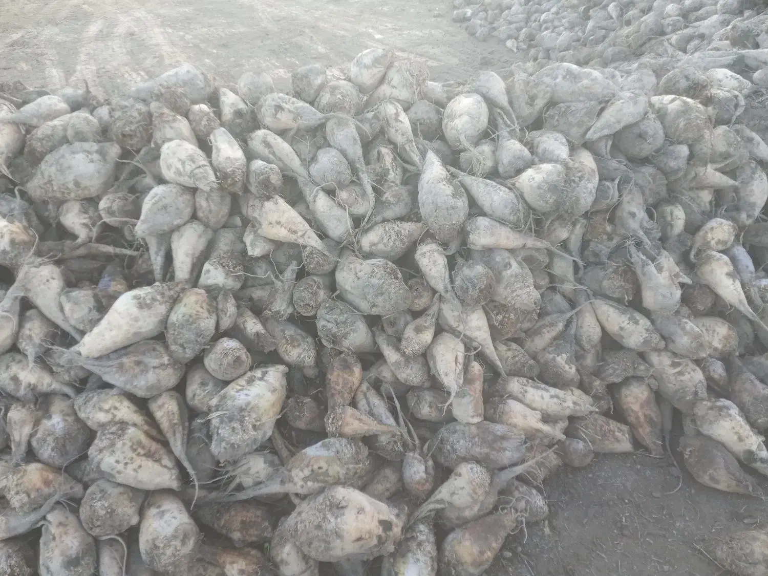 چغندر|عمده‌فروشی|سلماس, |دیوار