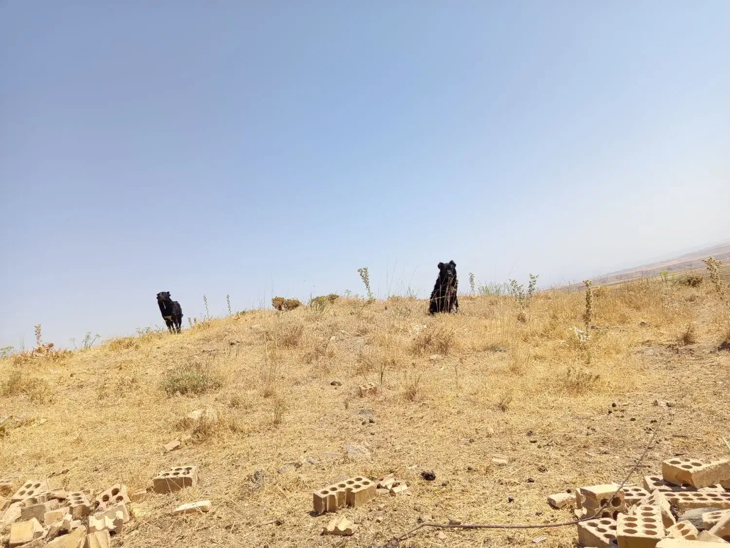 2تاتوله قدرجانی|سگ|کرانی, |دیوار