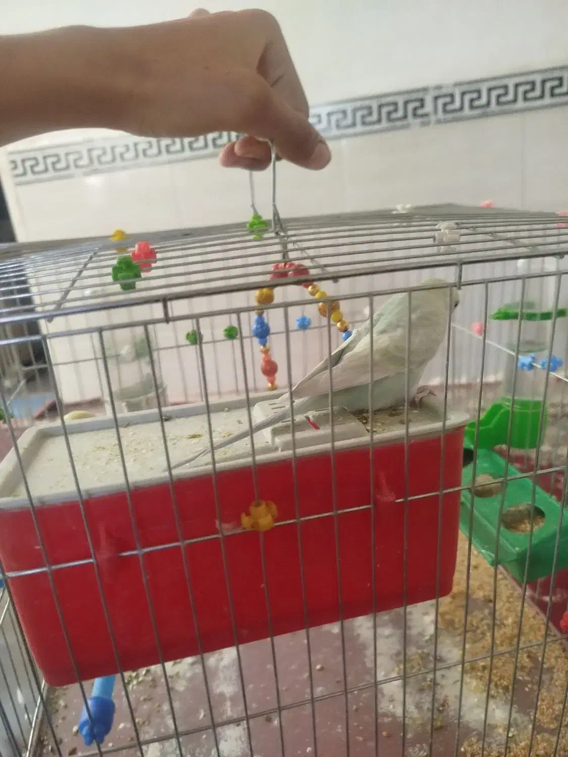 مرغ عشق رنگین کمانی|پرنده|چهارباغ, |دیوار