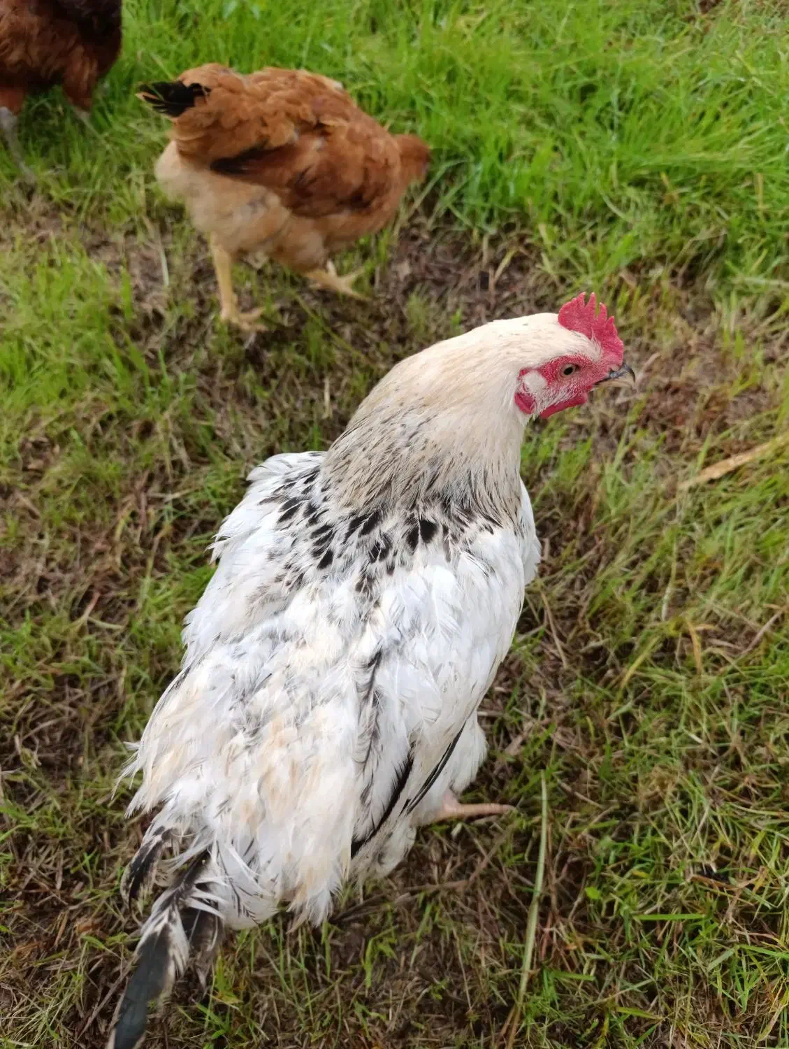 مرغ و خروس و جوجه محلی|حیوانات مزرعه|قائمشهر, |دیوار