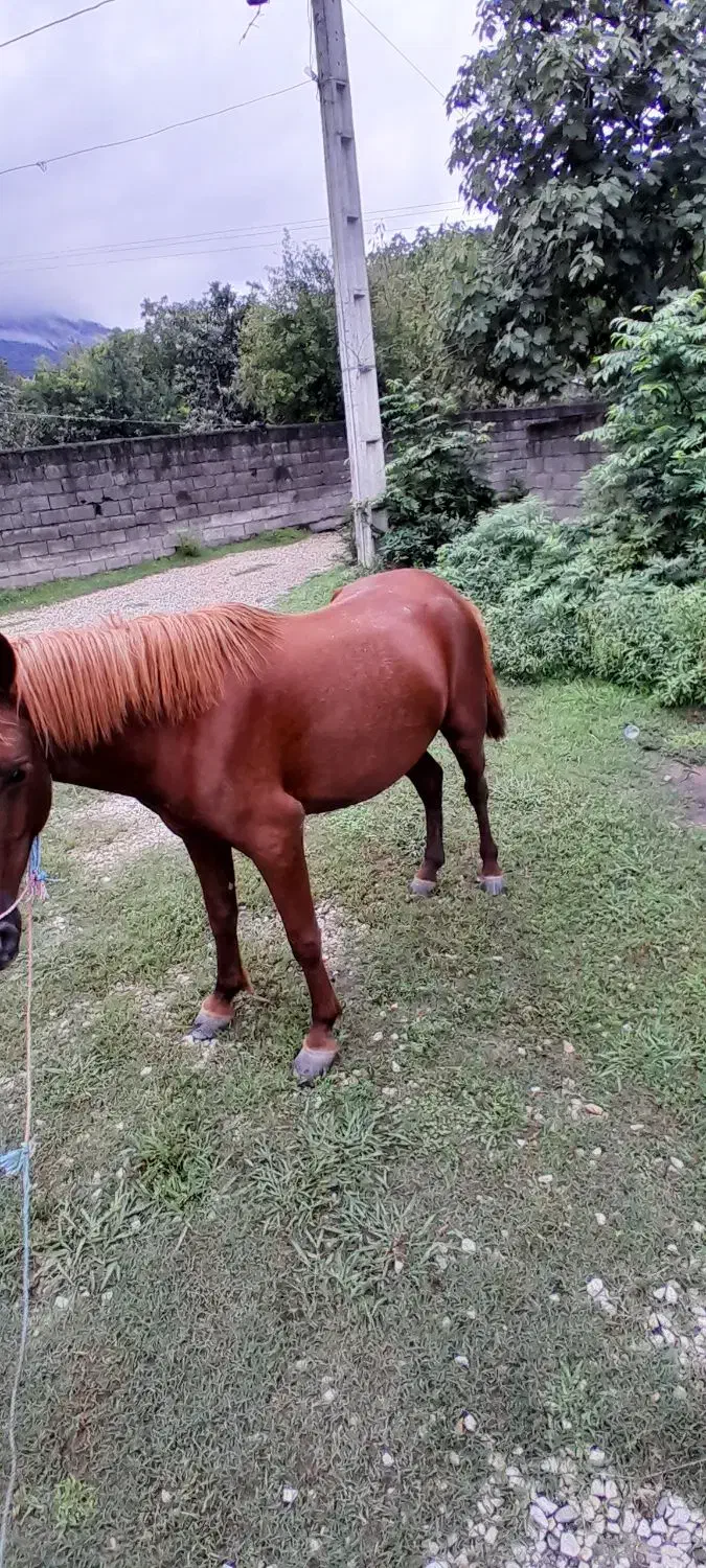 اسب|اسب و تجهیزات اسب‌سواری|تالش, هشتپر|دیوار