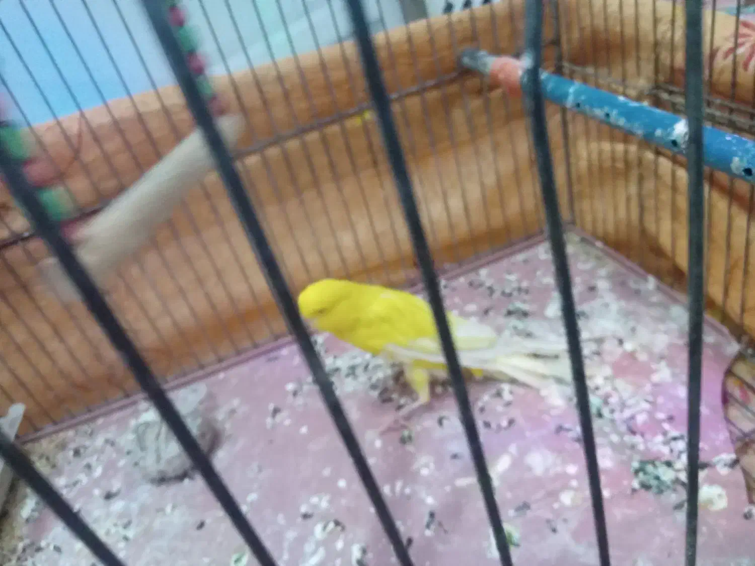 باسلام یک عدد قناری ماده طلایی آماده کار|پرنده|قم, قلعه کامکار|دیوار