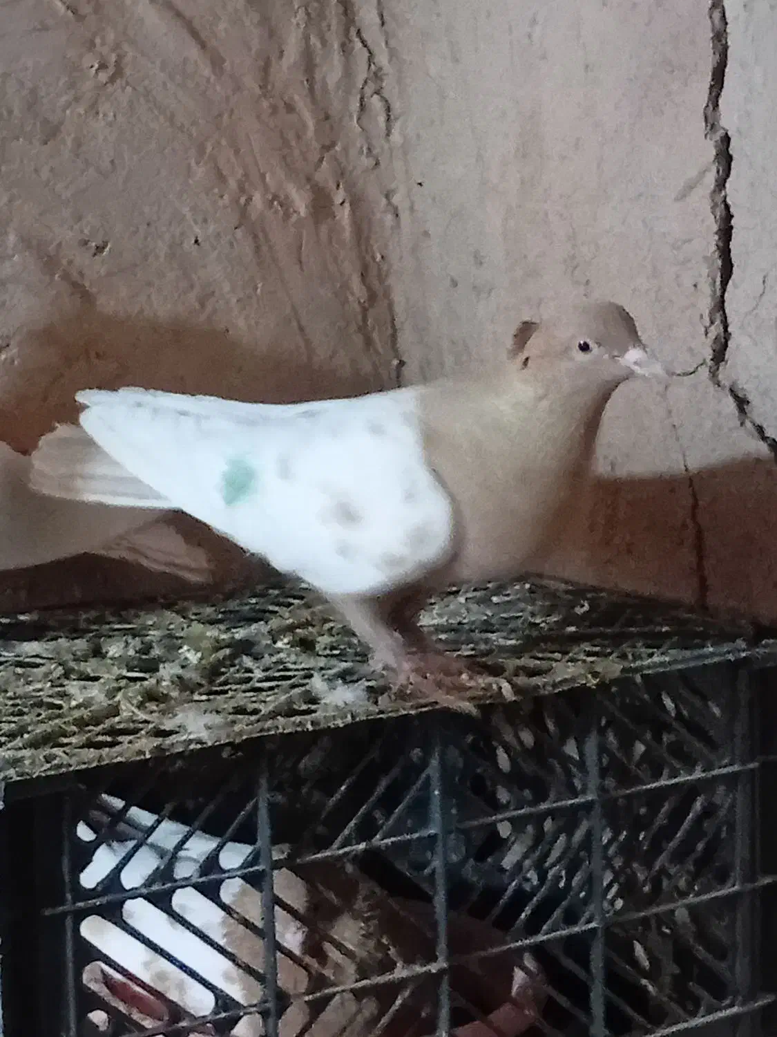 کبوتر|پرنده|جوین, |دیوار