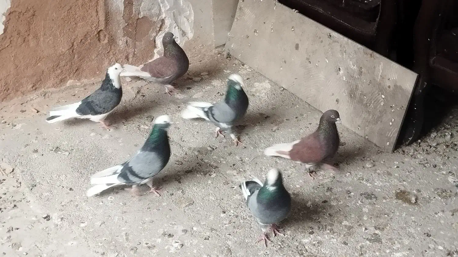 کبوتر|پرنده|فولادشهر, فولادشهر|دیوار