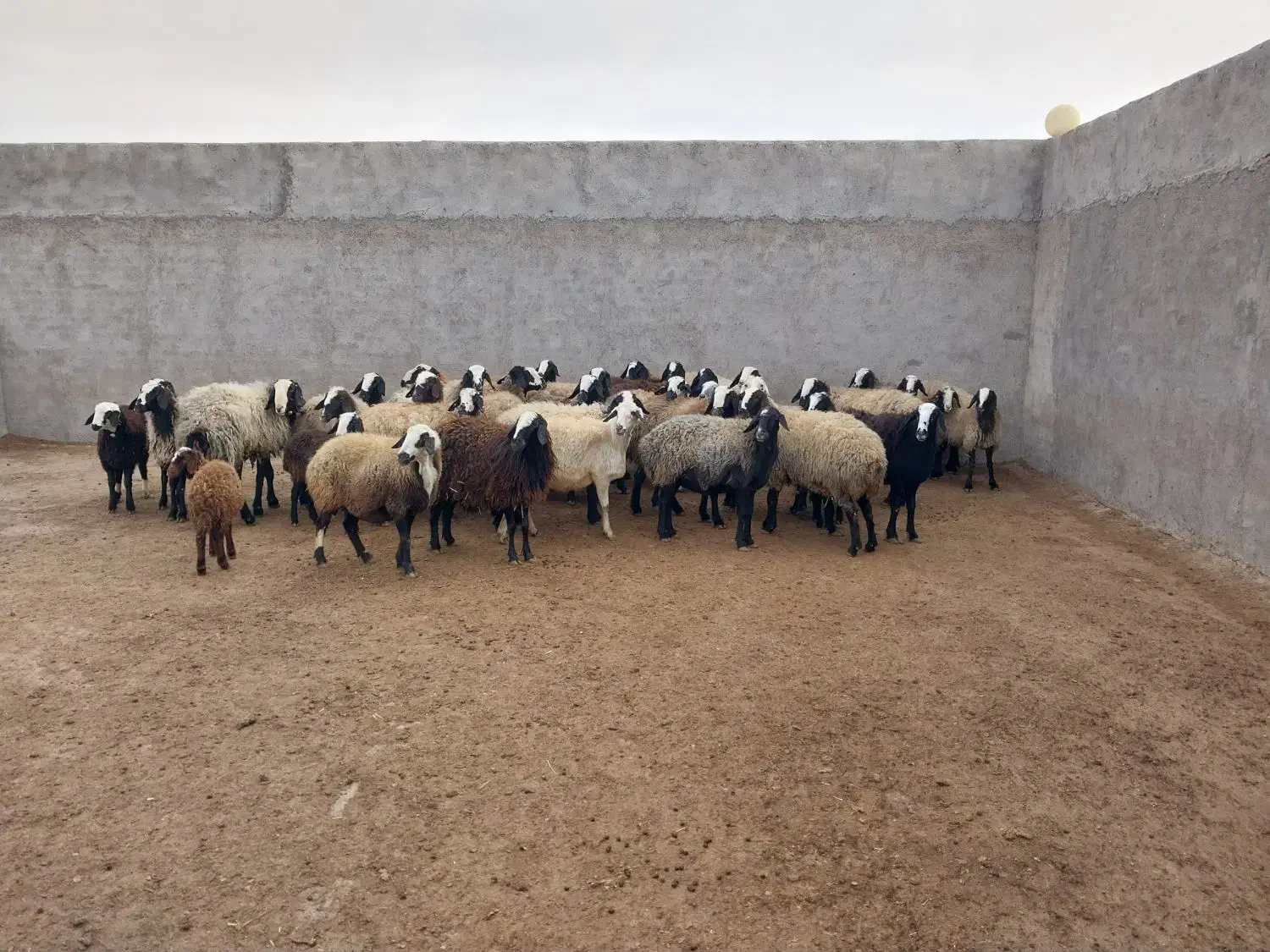 میش اصیل شال|حیوانات مزرعه|اسفرورین, |دیوار