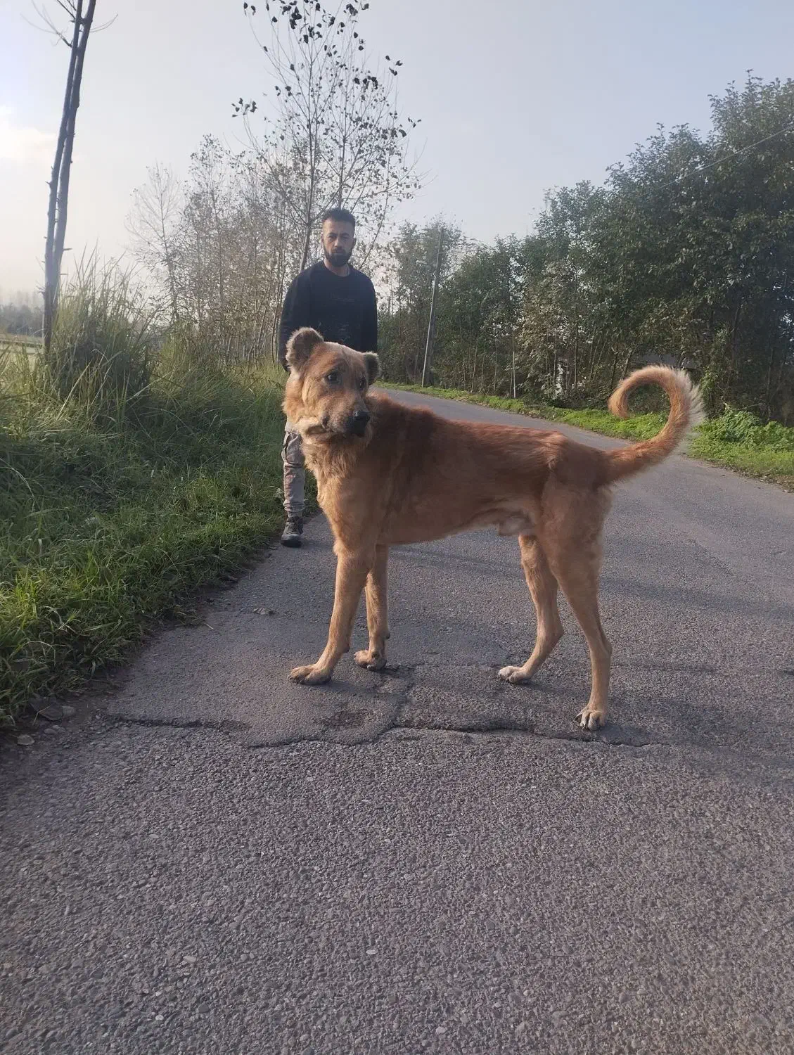 واگذاری سگ سرابی قد90|سگ|رشت, حومه رشت|دیوار