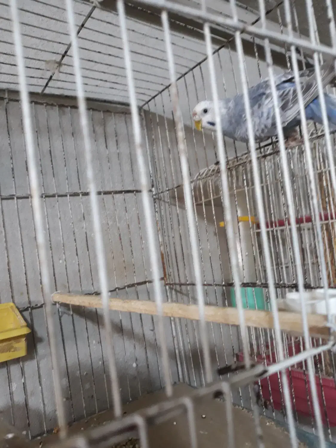 مرغ عشق جوان|پرنده|رشت, کوی عرفان|دیوار