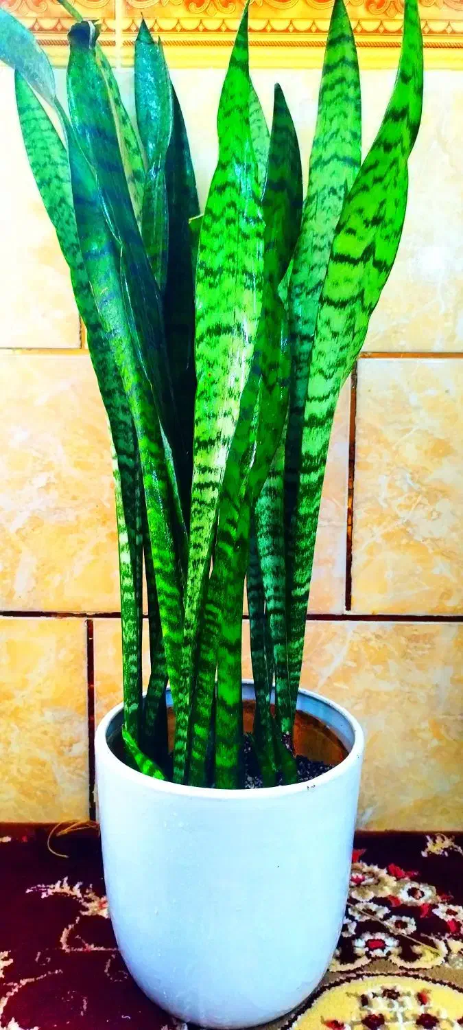 گل وگیاه|گل و گیاه طبیعی|خرمشهر, |دیوار