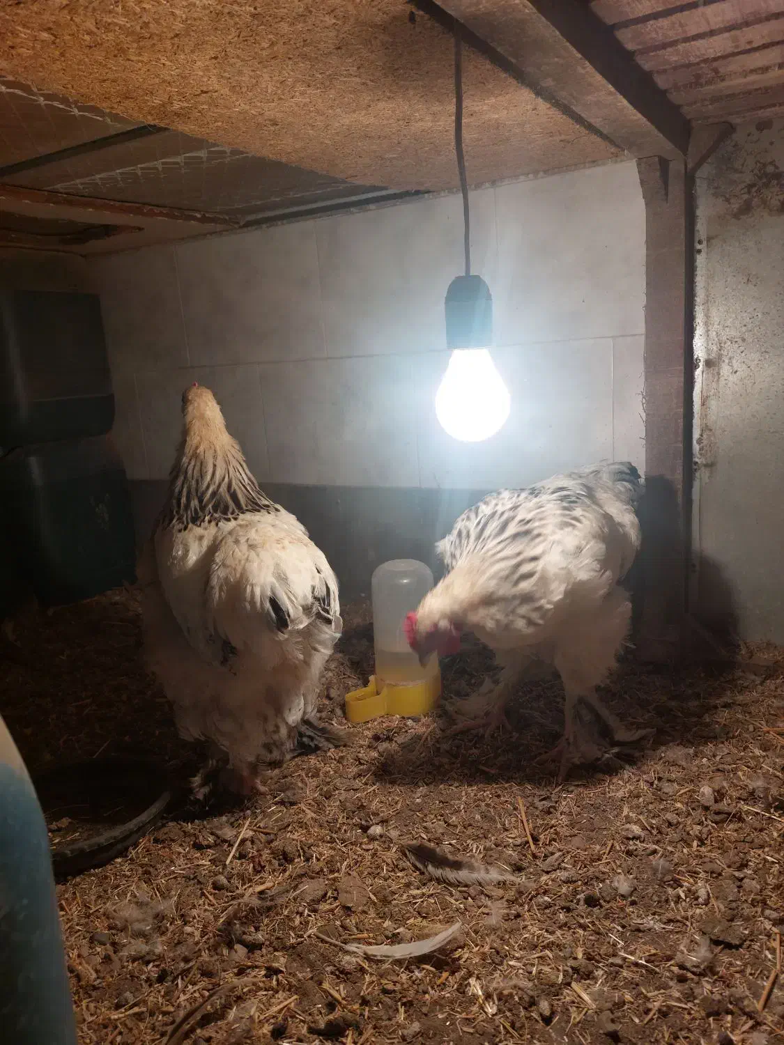 نیمچه برهما|حیوانات مزرعه|مرند, |دیوار