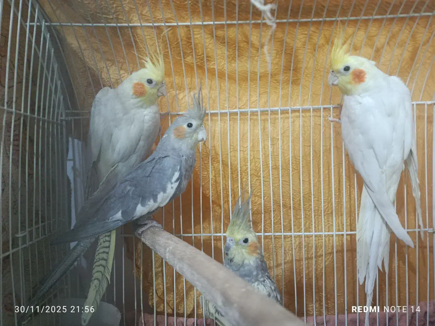 عروس هلندی|پرنده|کرج, آق تپه|دیوار