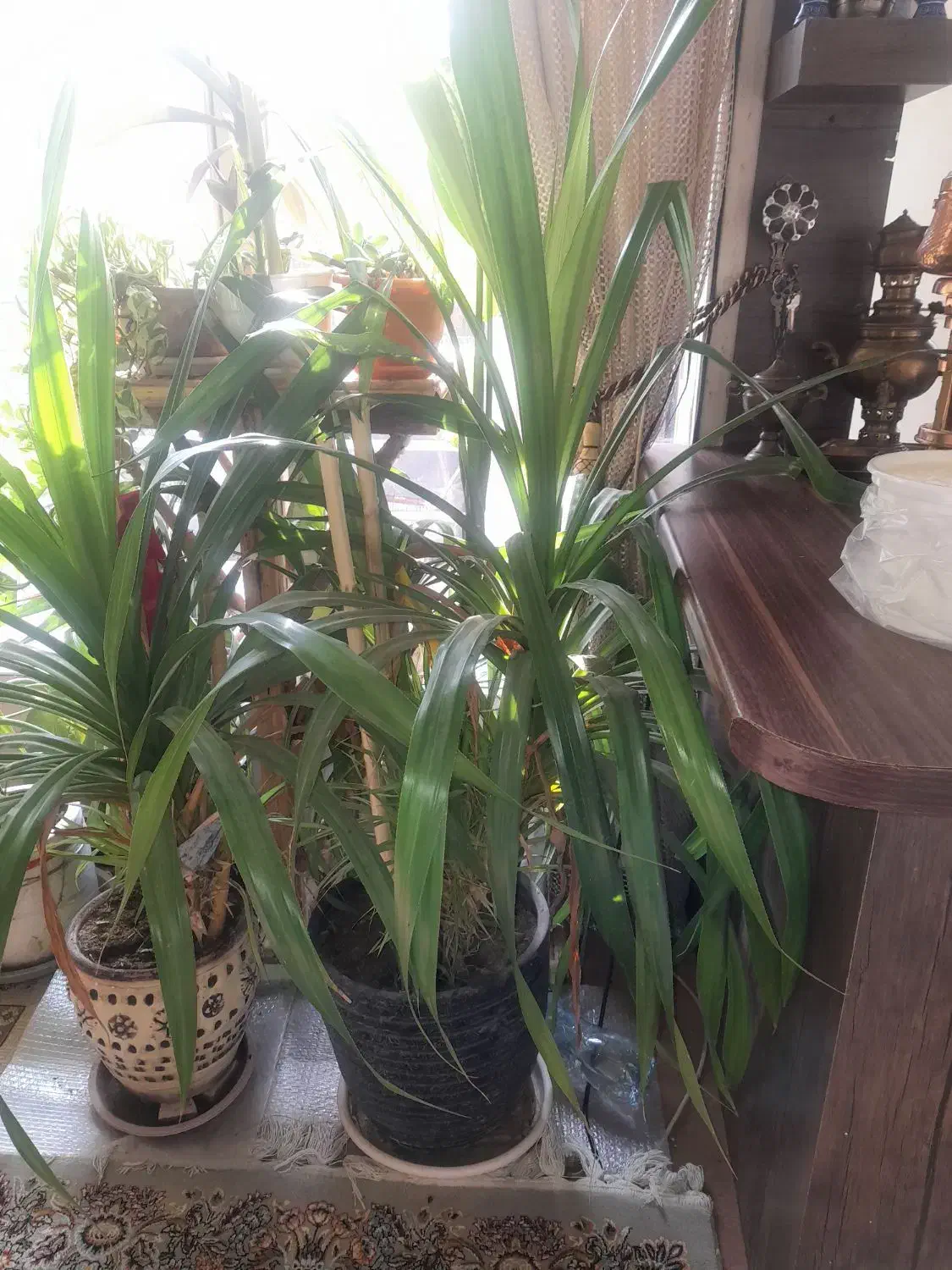 گل پاندونوس|گل و گیاه طبیعی|اصفهان, ارداجی|دیوار