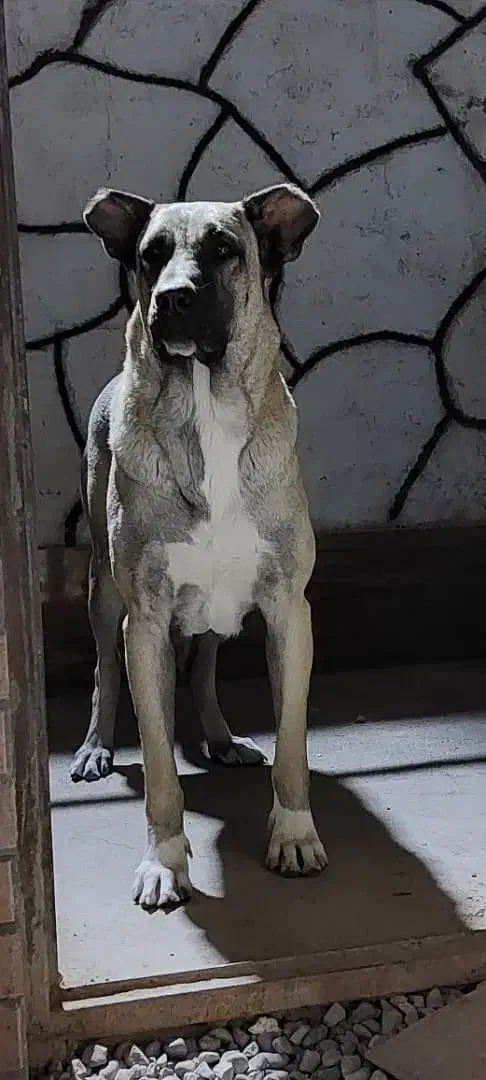 سگ سرابی عراقی پژدر|سگ|پاکدشت, پاکدشت (مامازند)|دیوار