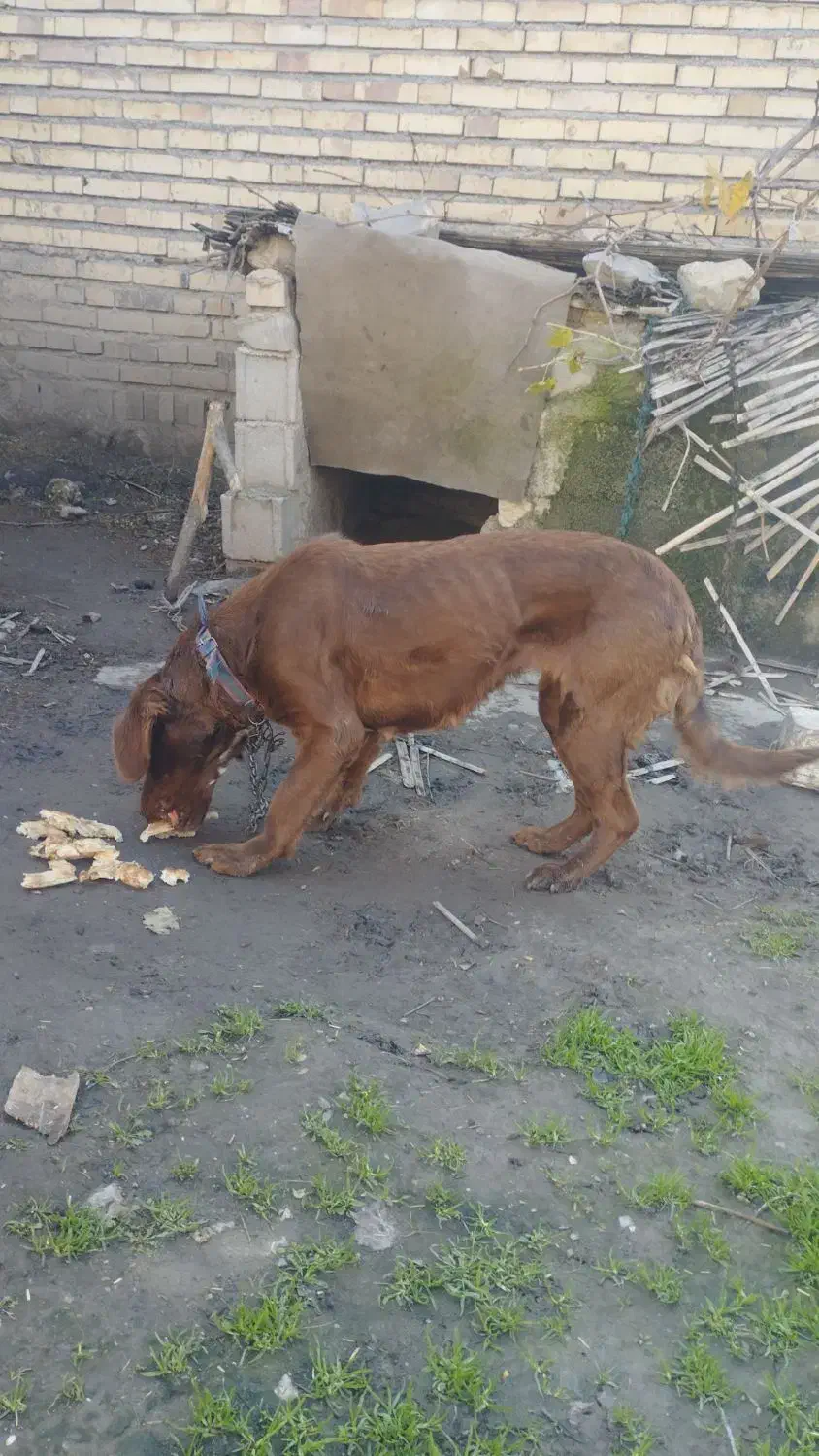 توله|سگ|کلاله, |دیوار