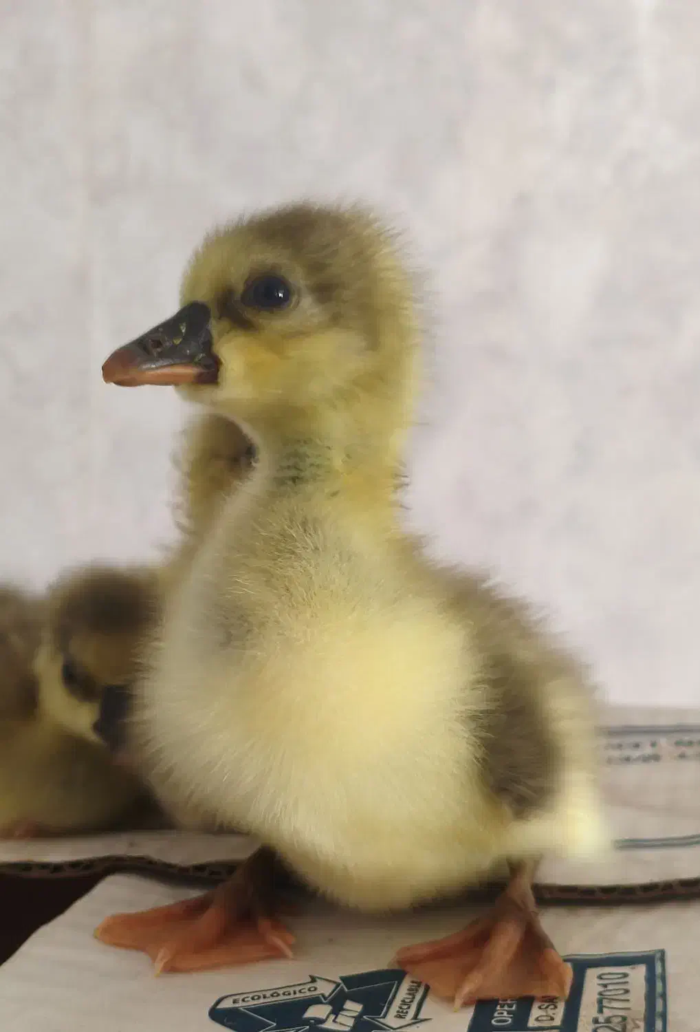 جوجه غاز درجه یک|حیوانات مزرعه|قائم‌شهر, |دیوار