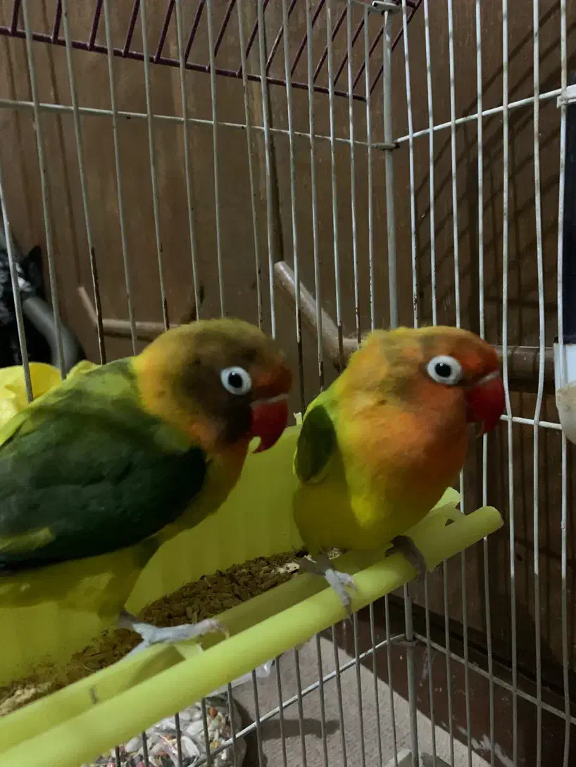 معاوضه طوطی برزیلی با هرچی|پرنده|شاهین‌شهر, شهرک گلدیس|دیوار