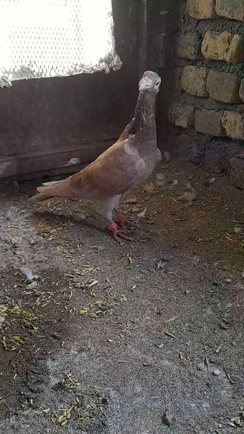 کبوتر گردن زردنامبر|پرنده|کنگاور, |دیوار