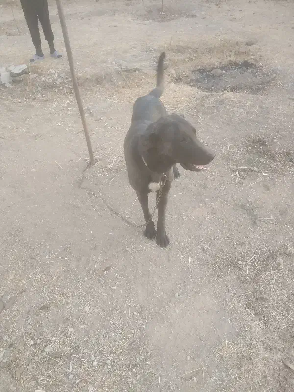 سگ نگهبان|سگ|رودهن, |دیوار