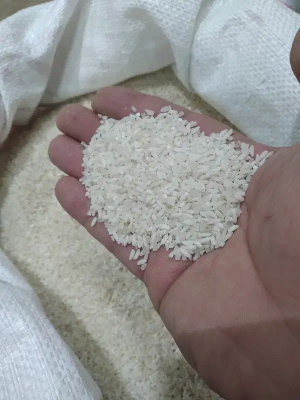 لاشه ۲۱۰۰۰۰|خوردنی و آشامیدنی|رشت, فلسطین|دیوار