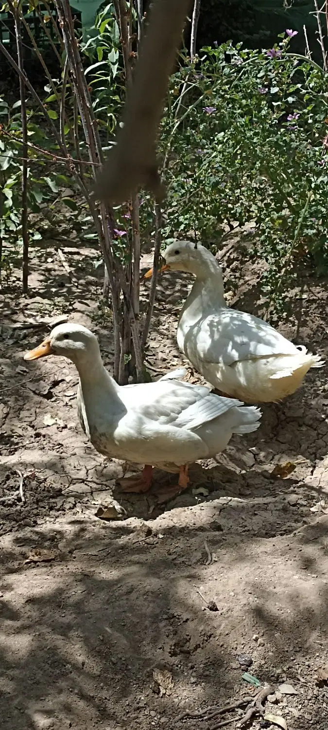 اردک|حیوانات مزرعه|قم, صدوق|دیوار