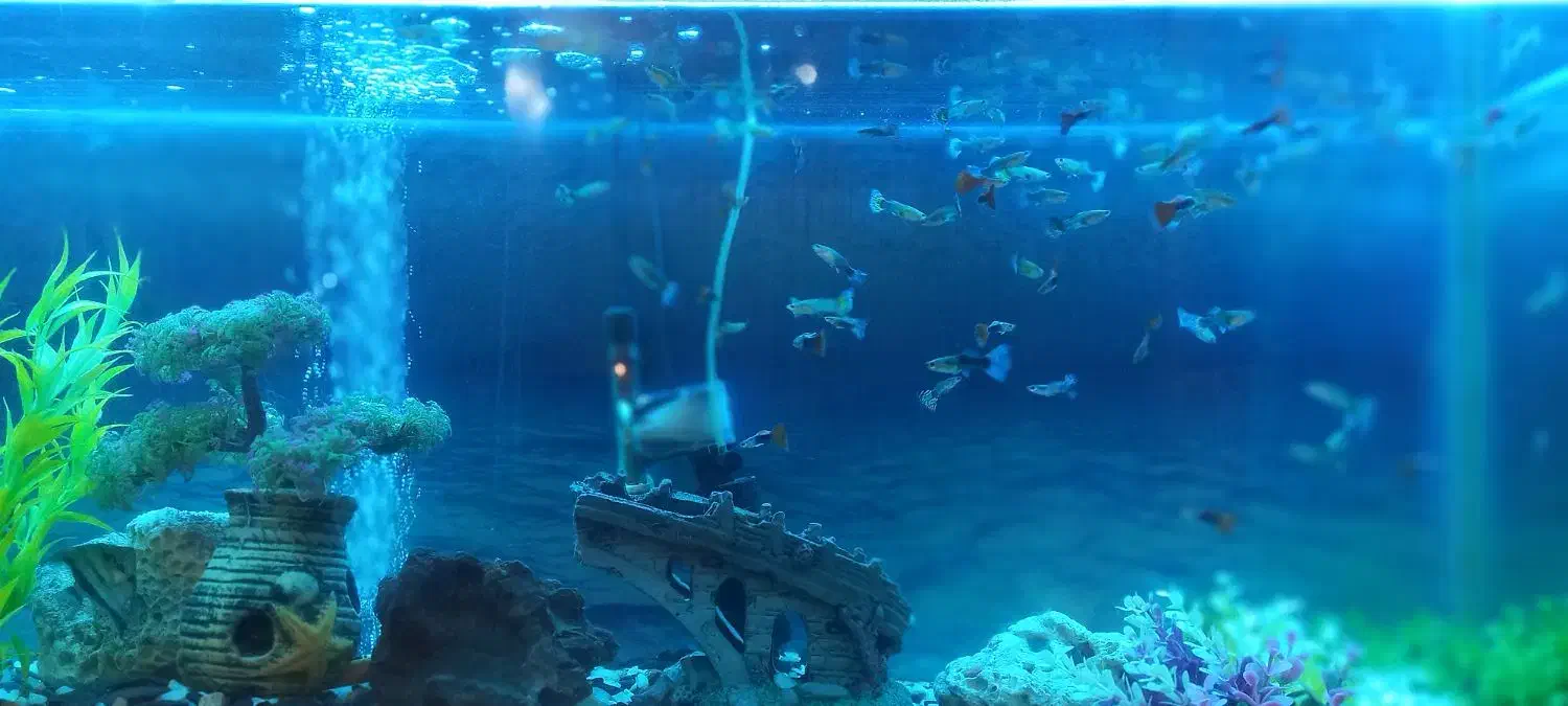 ماهی گوپی|ماهی|قم, باغ شریفی|دیوار