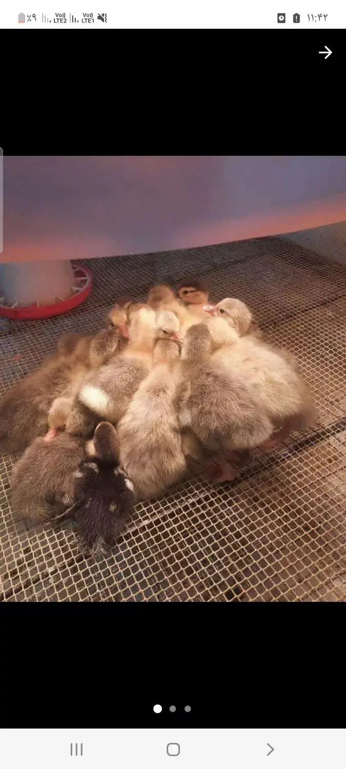 جوجه غاز سرحال|حیوانات مزرعه|قائم‌شهر, |دیوار