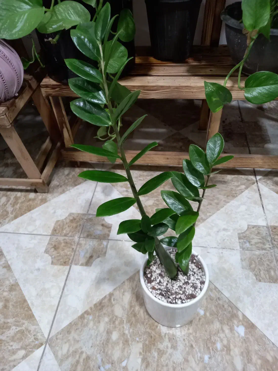 گلفروشی|گل و گیاه طبیعی|مشهد, رده|دیوار