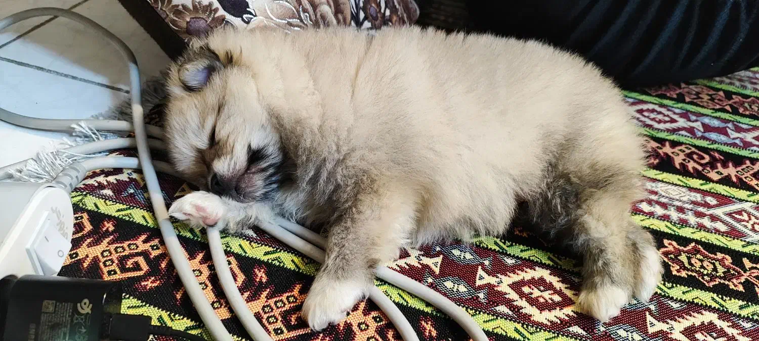 واگذاری پامرین خرسی|سگ|مشهد, یاس|دیوار