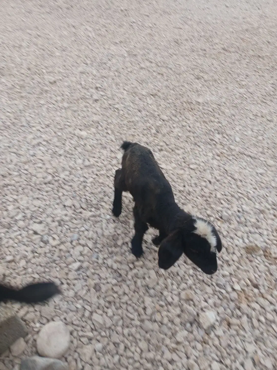 دو عدد بره شیری|حیوانات مزرعه|خرامه, |دیوار