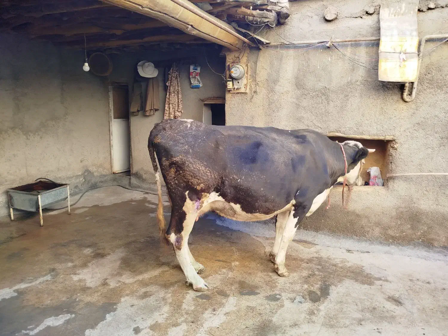 گاوسیمینتال4ماه آبستن شیری|حیوانات مزرعه|مریوان, |دیوار