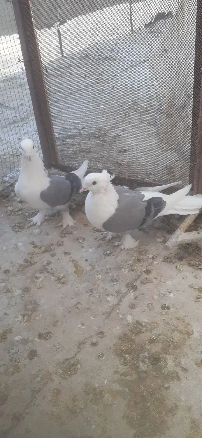 کبوتردوکت بوشهری|پرنده|دهاقان, |دیوار