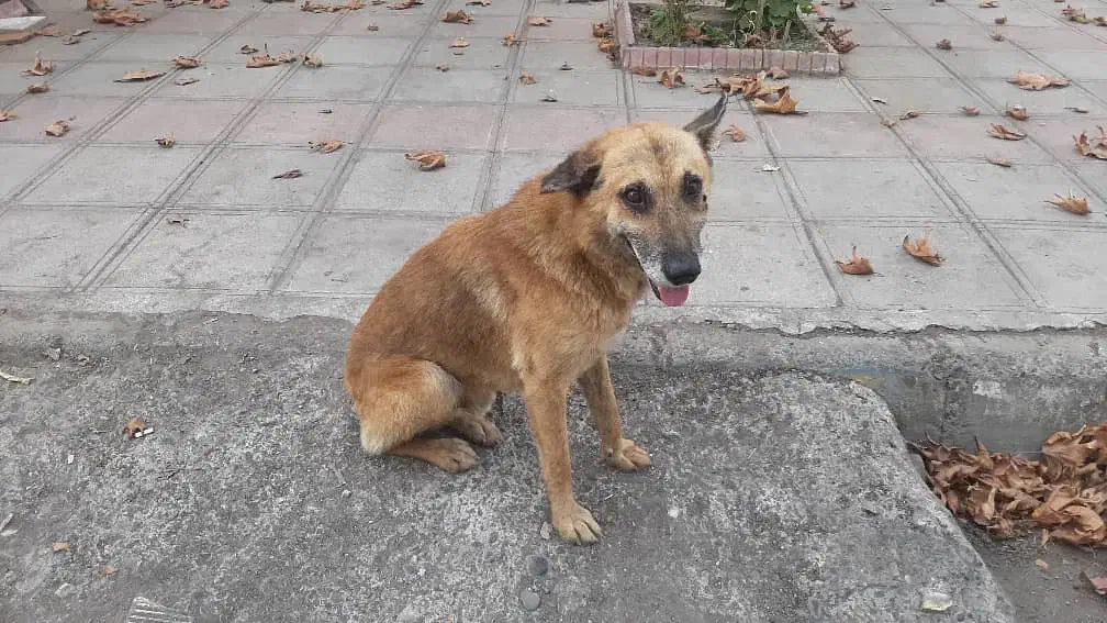 سگ مهربون واگذاری|سگ|رشت, گلسار|دیوار