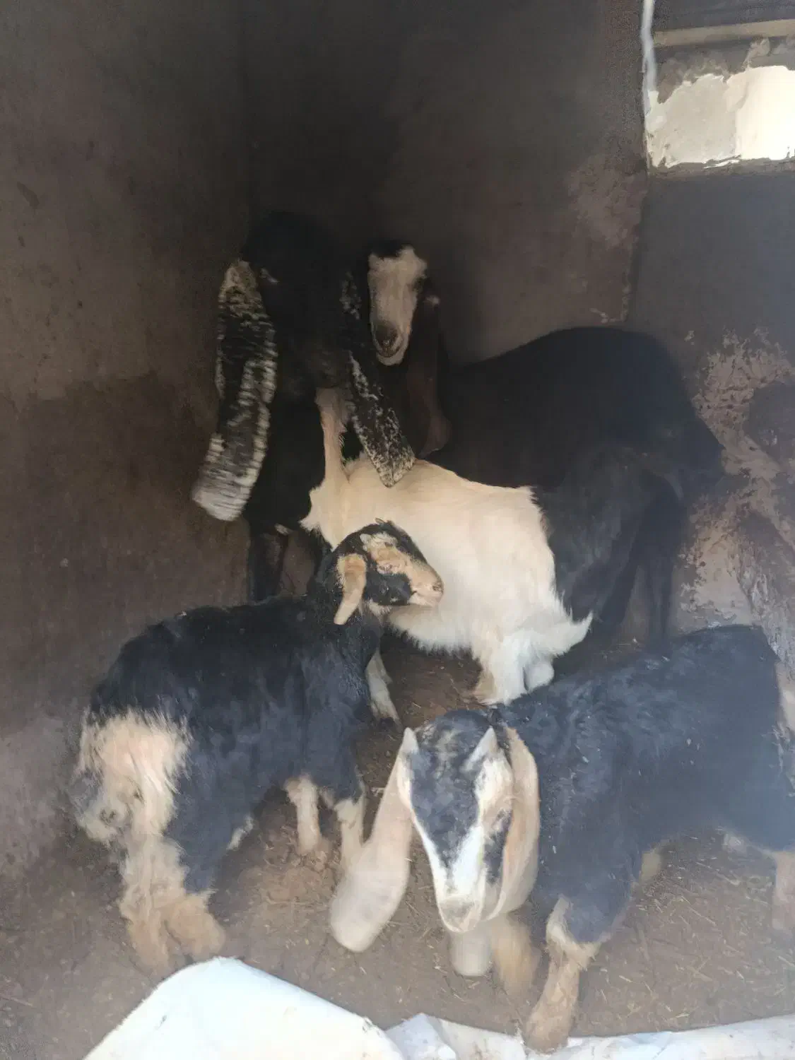 بز و بزغاله|حیوانات مزرعه|ساوه, |دیوار