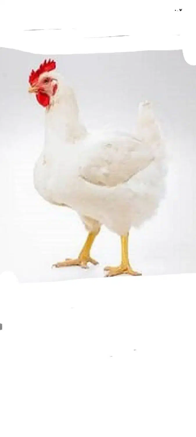 شراکت در خرید یا احداث مرغداری|استخدام مالی، حسابداری، حقوقی|شهرکرد, |دیوار