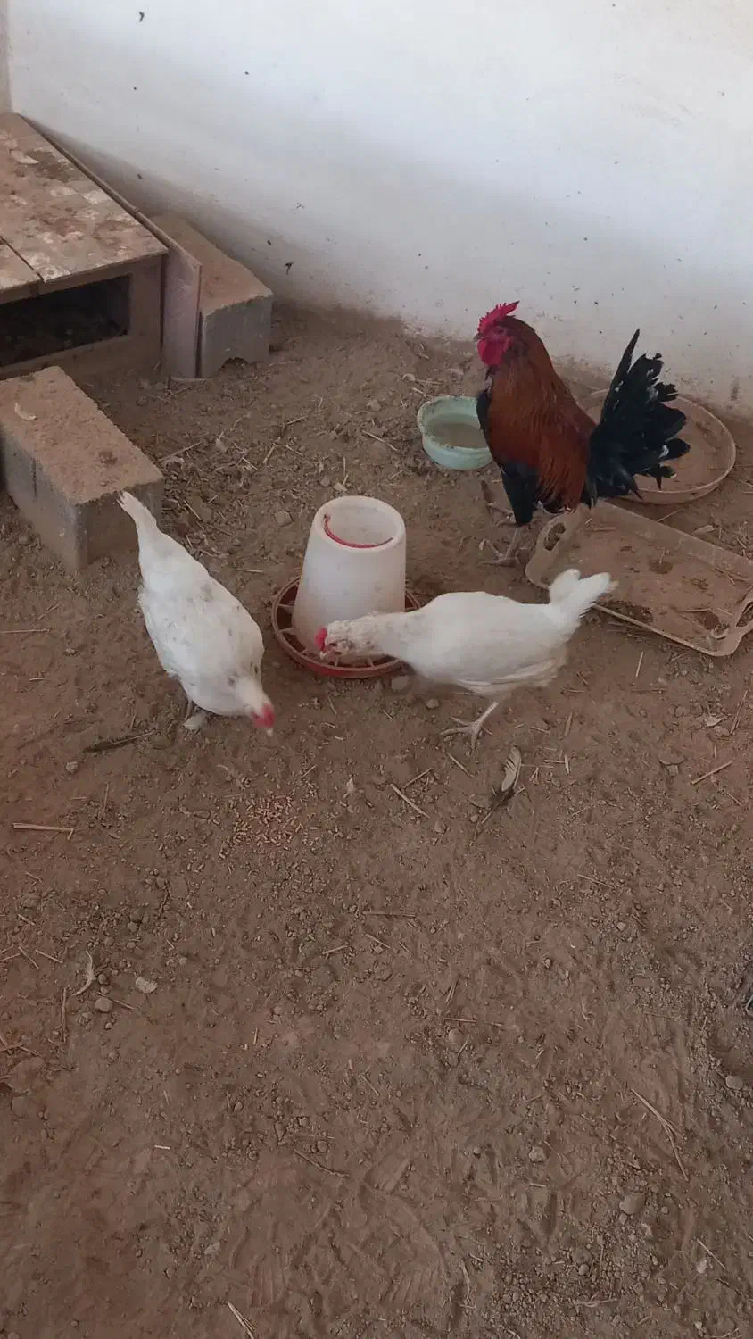 همه مرغ ها و جوجه های نژاد گلین بفروش میرسد|حیوانات مزرعه|کلاله, |دیوار