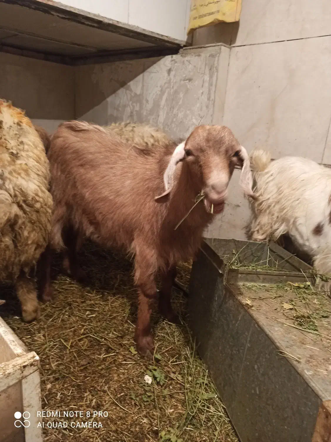 بزغاله|حیوانات مزرعه|کرمانشاه, |دیوار