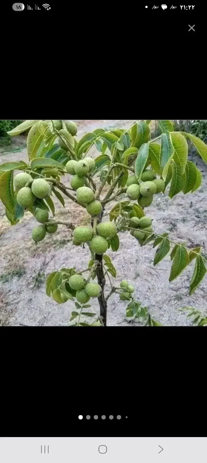 نهالستان گردو دیرگل خوشه ای و صنوبر نگرا و بادام|خدمات باغبانی و درختکاری|قزوین, |دیوار