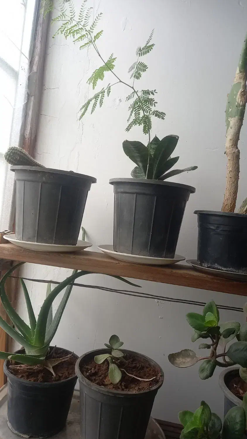 گل وگیاه|گل و گیاه طبیعی|تربت جام, میان جام|دیوار