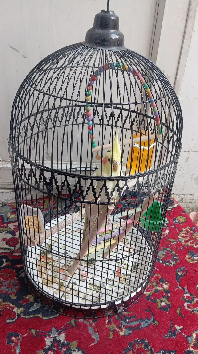 طوطی عروس|پرنده|مشهد, آبکوه|دیوار