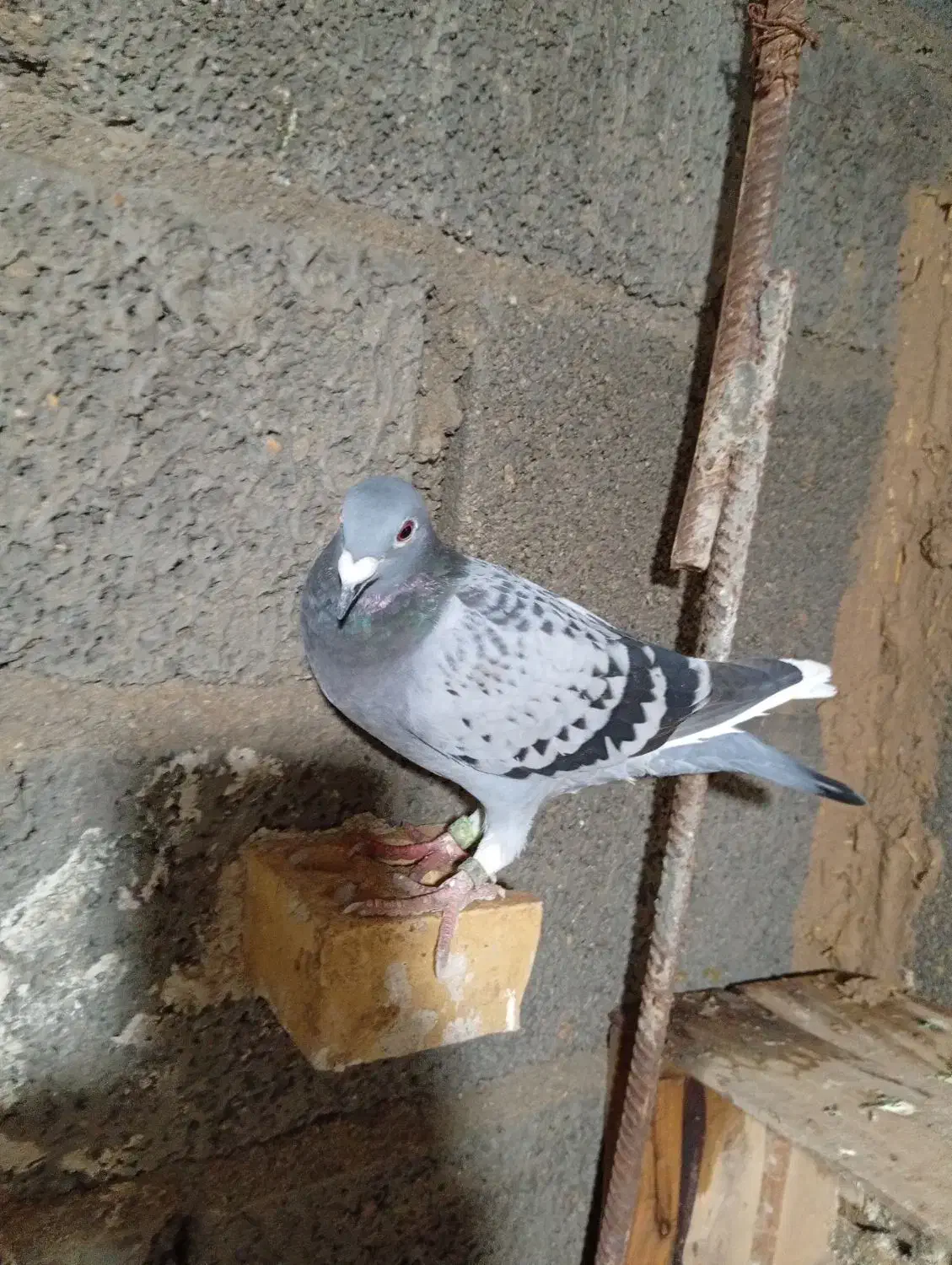 کفتر رنگی|پرنده|امیدیه, |دیوار