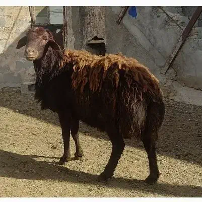 قوچ دو و نیم ساله هموزیگوت افشار به ضمانت|حیوانات مزرعه|ازنا, |دیوار