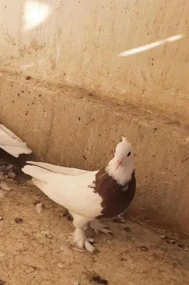 طوقی وشازده|پرنده|قم, نیروگاه|دیوار