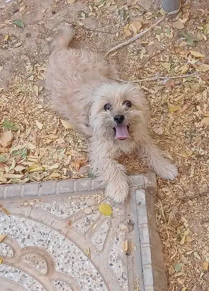 سگ پاکوتاه|سگ|اسفراین, |دیوار